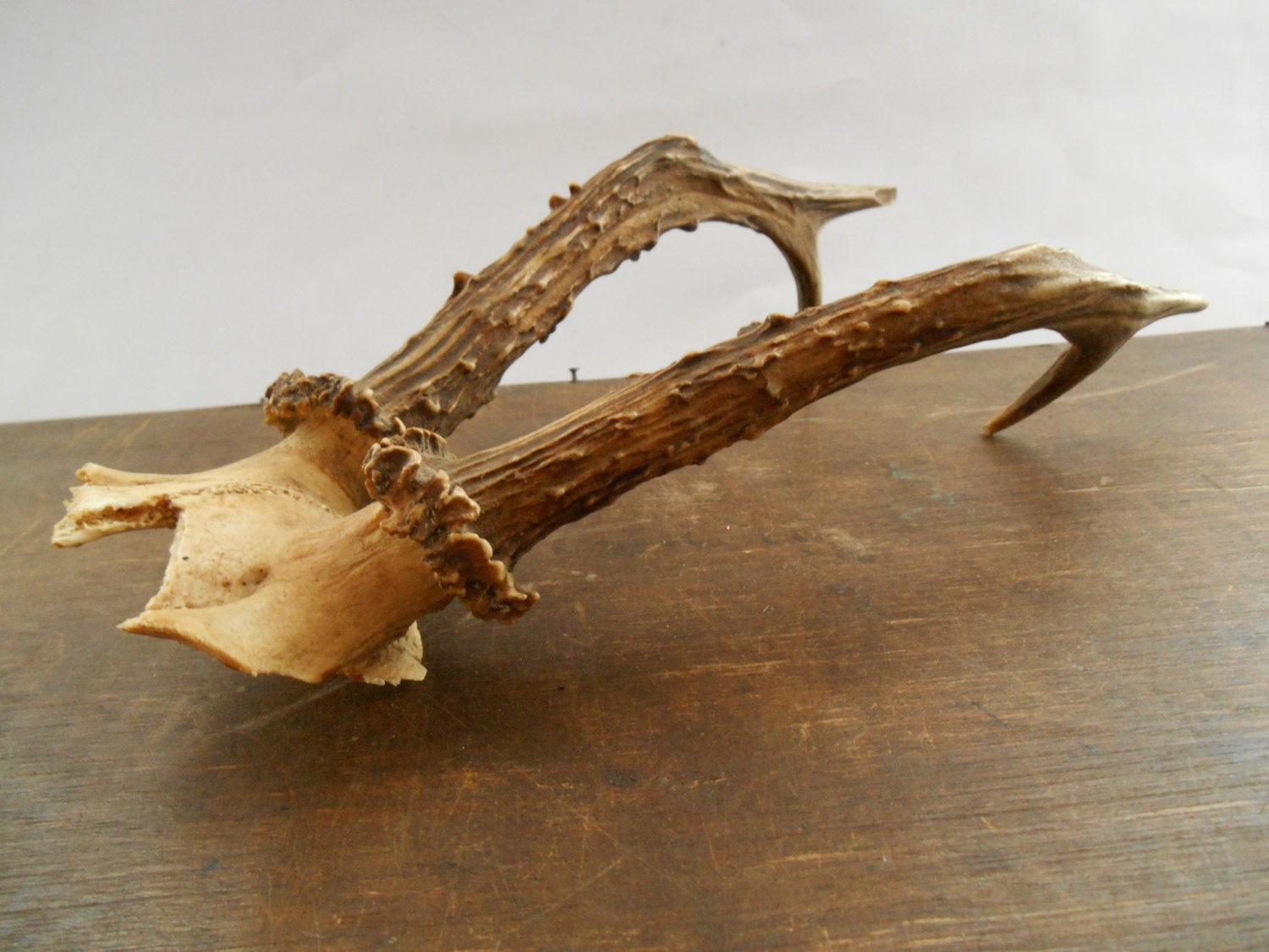 Roe Deer Antlers Woodland Gift for Him Trophy With Skull - Etsy