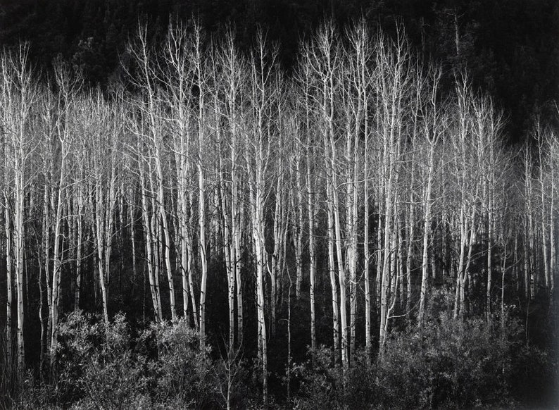 Ansel Adams Colorado Aspens Aspen birch trees contrast | Etsy