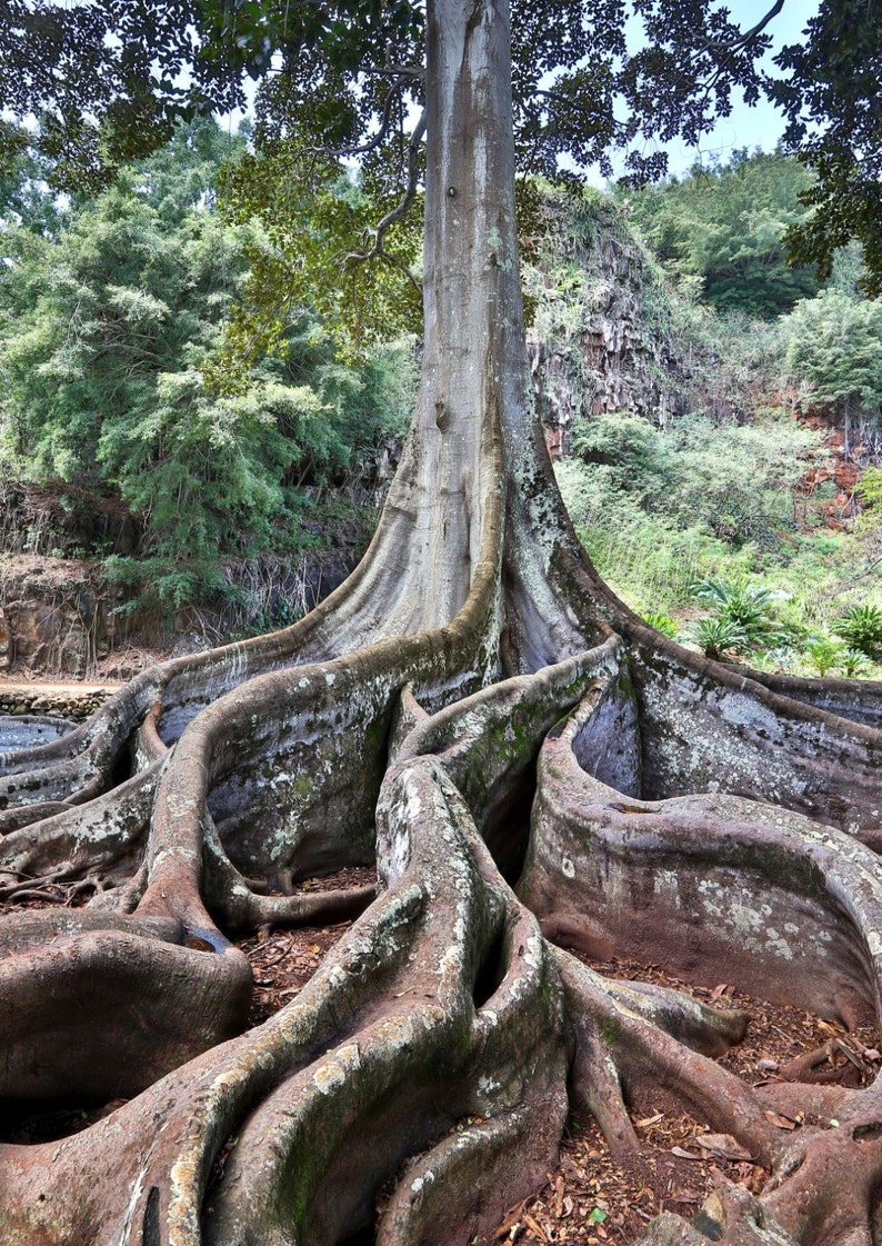 Hawaii Kauai Zen Garden Jurassic Park tree tranquil Etsy