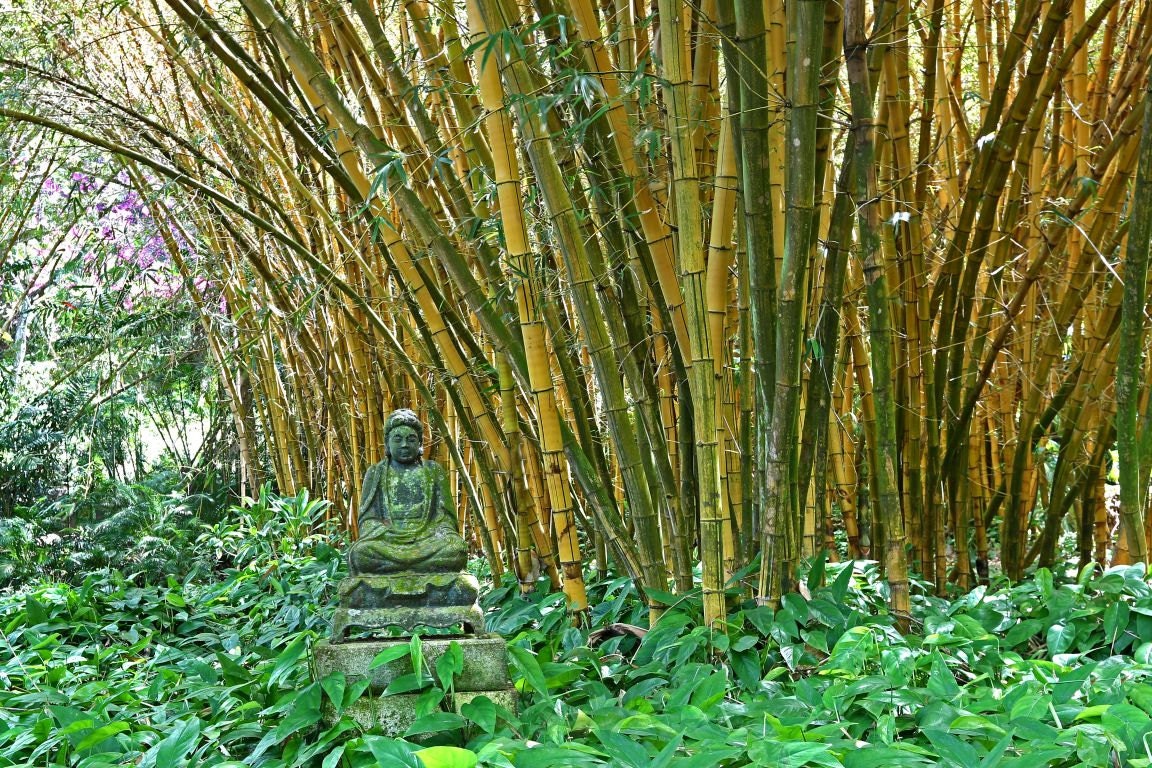 Hawaii Kauai Zen Garden Bamboo forest tranquil peaceful Etsy