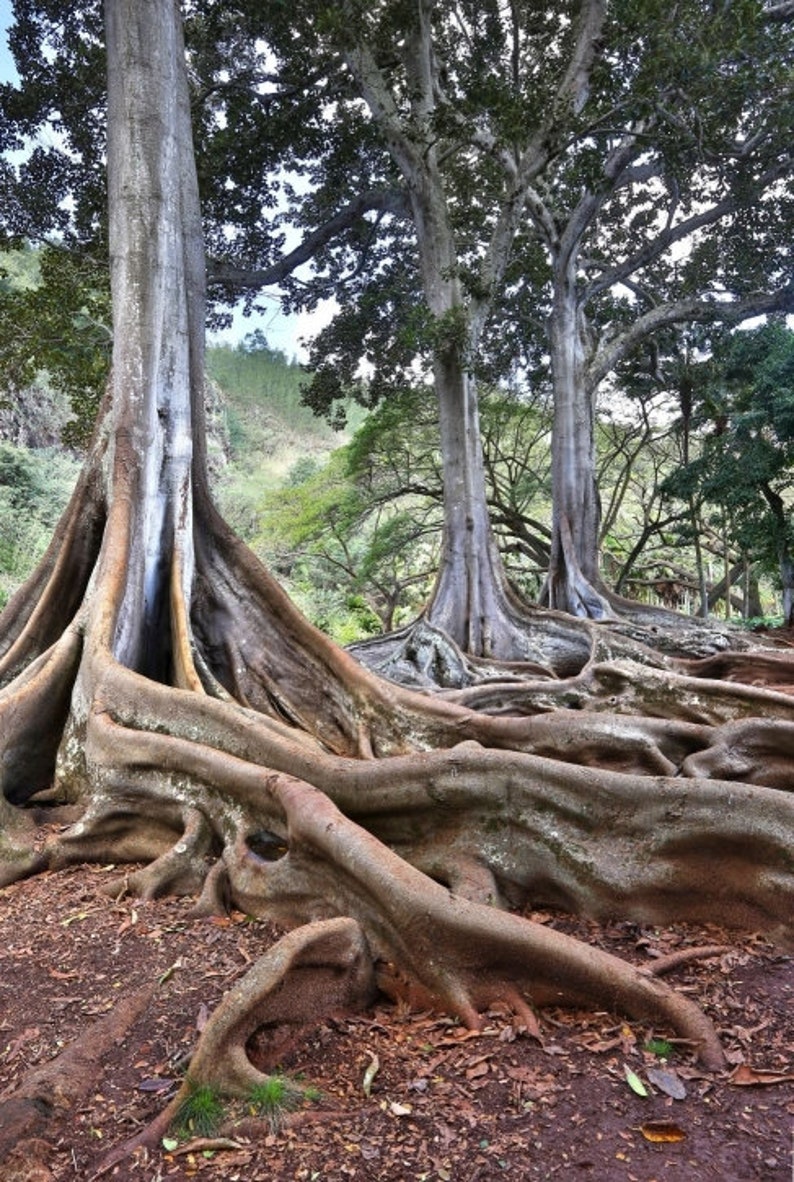 Hawaii Kauai Zen Garden Jurassic Park tree tranquil Etsy