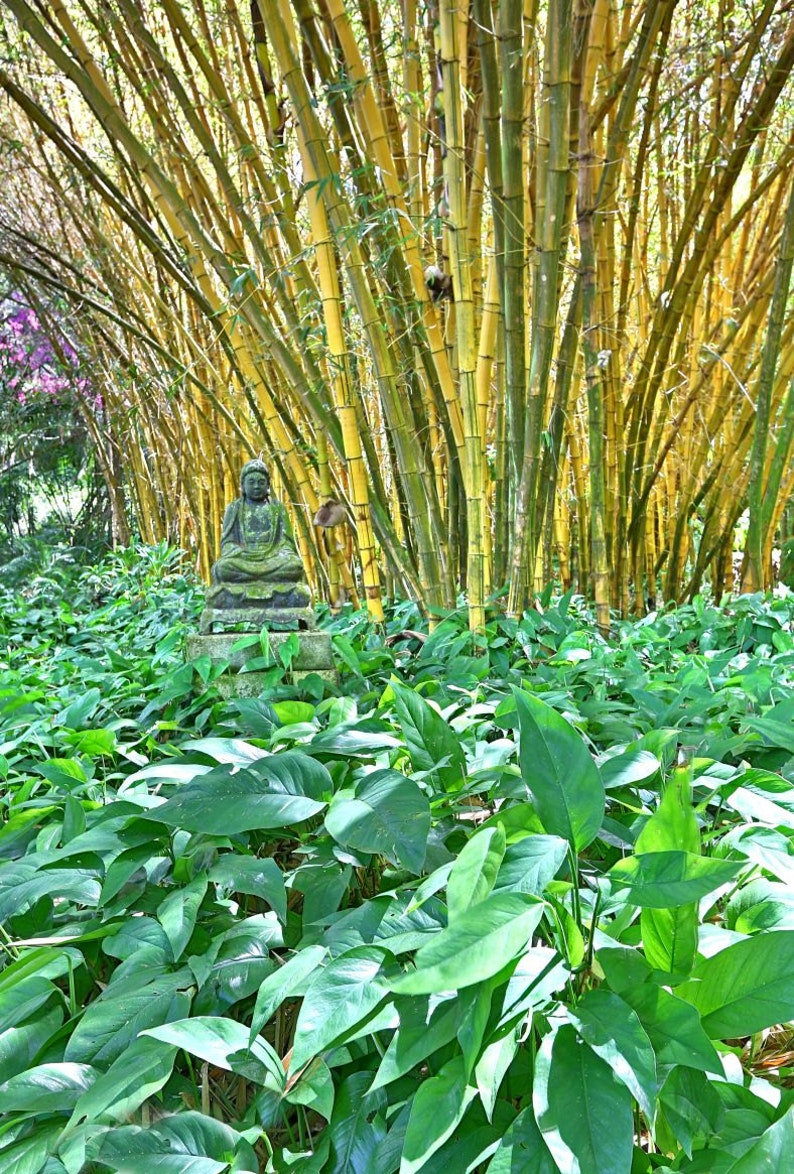 Hawaii Kauai Zen Garden Bamboo forest tranquil peaceful Etsy