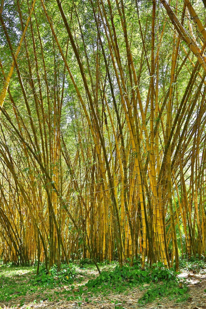 Hawaii Kauai Zen Garden Bamboo forest tranquil peaceful Etsy