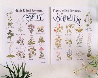 Tortoise Feed Botanical Posters