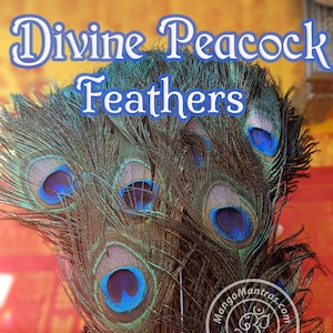 Divine Peacock Feathers