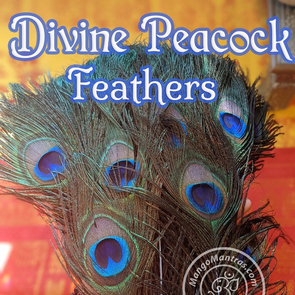 Divine Peacock Feathers