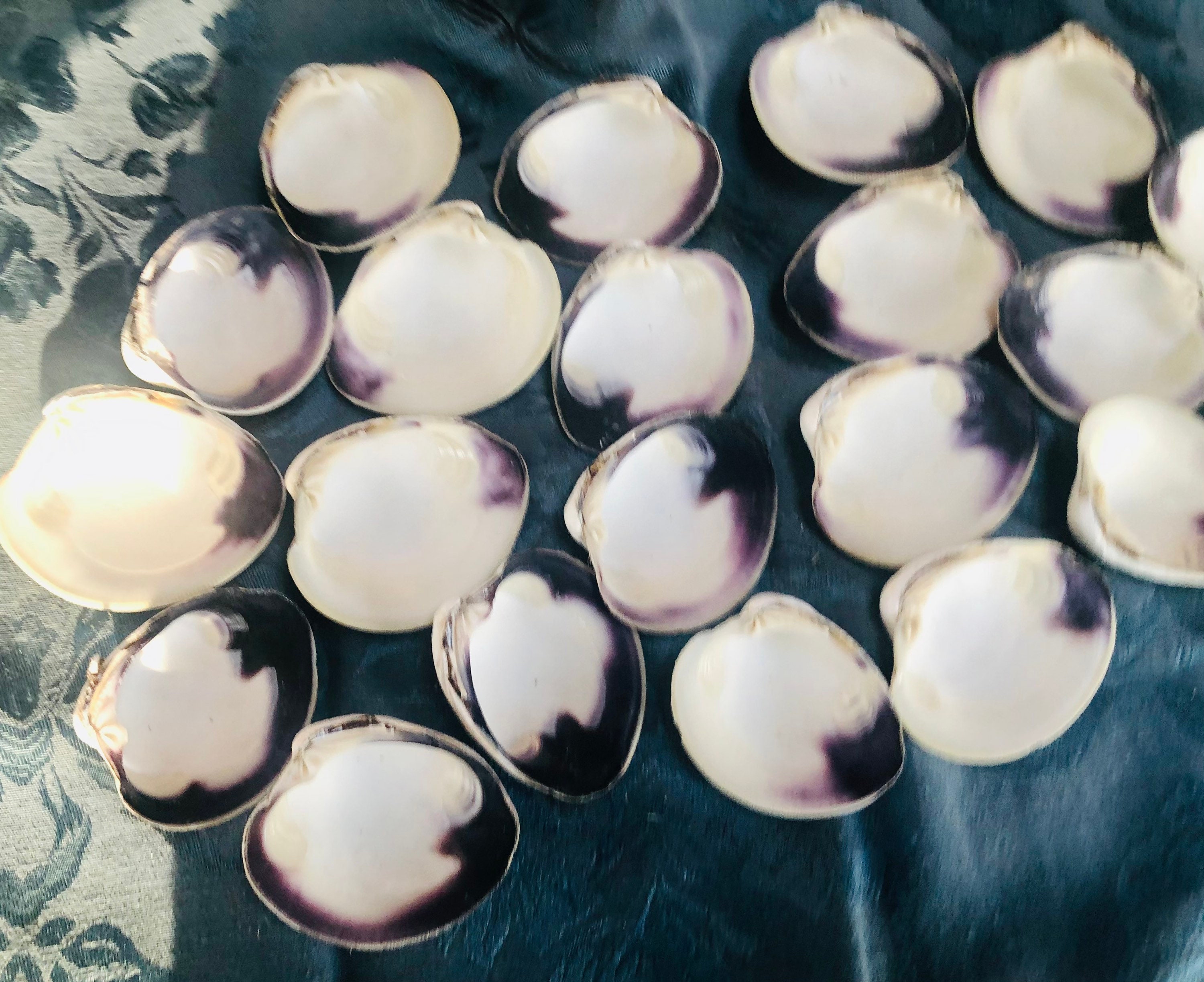 Cape Cod Wampum Shells | Purple Clam Shells, Beach Decor - Set of 24 2 ...
