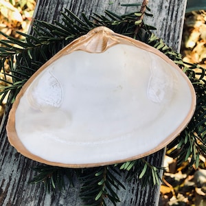 Puede incluir: Una concha grande, blanca, lisa y brillante. La concha tiene una forma natural y orgánica y un tono ligeramente beige alrededor de los bordes.