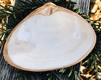 May include: A large, white seashell with a smooth, glossy finish. The shell has a natural, organic shape and a slightly beige hue around the edges.