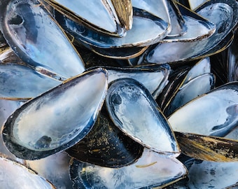 Bulk Baby Mussel shells--50 beautiful deep blue mussel  shells beach decor crafting less than 1” from Racepoint Provincetown