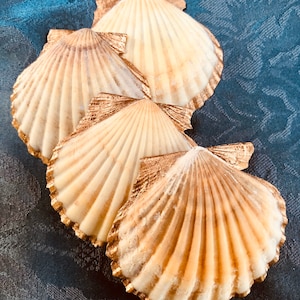 May include: Four seashells with gold accents arranged in a stack. The shells are a light beige color with a textured surface.