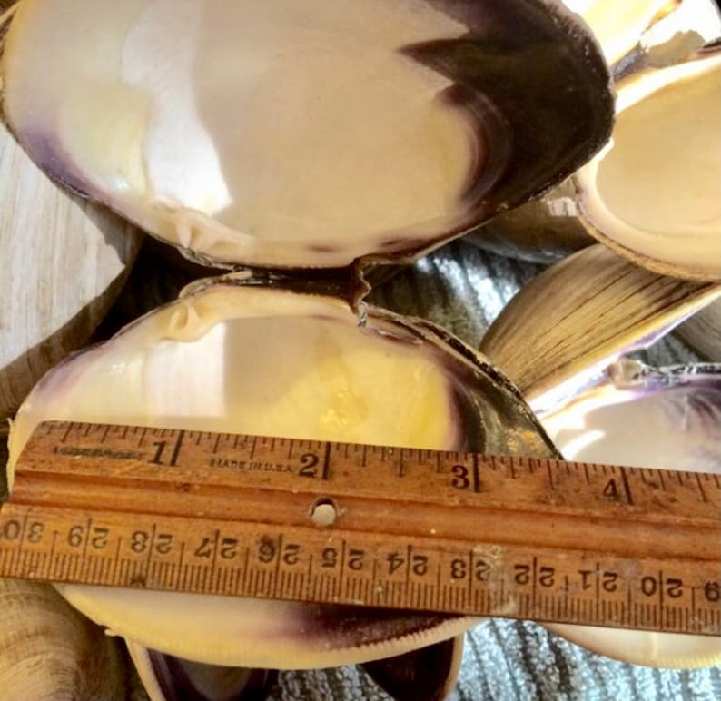 Wampum Clam Shell| Clam Shell| Purple “wampum” Clam Shells| 12 Shells 2 ...