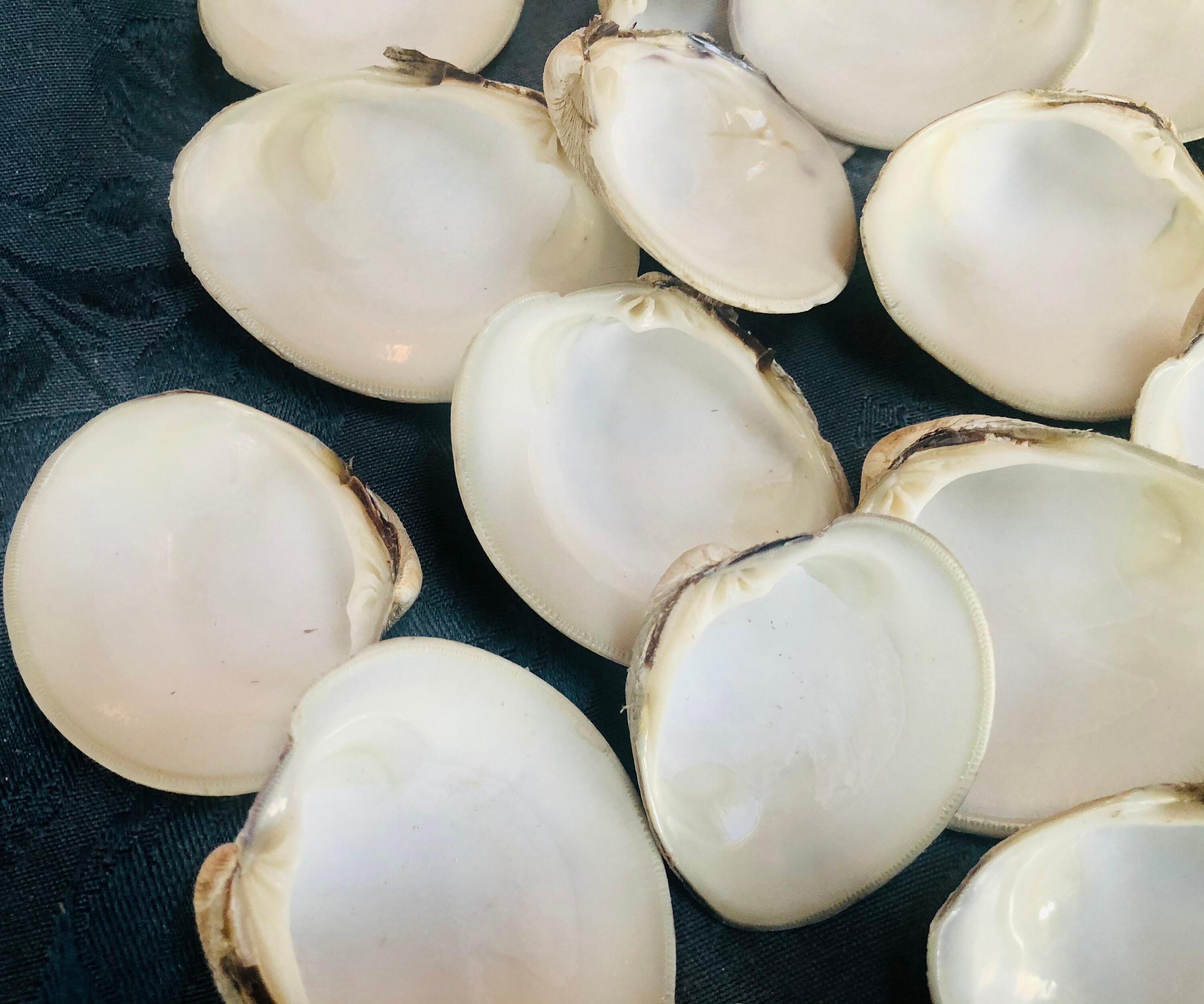 White Clam Shells | Cape Cod Beach Decor, Crafting Shells (set of 24 ...