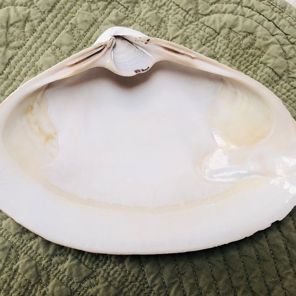 HUGE surf clamshell | 6" surf clam | crustacean core |Cape Cod beaches |beach wedding |shell art |shell ring dish| trinket dishes