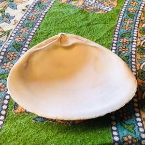 Surf clam shell  | priced per piece by size | shell jewelry dish | clam shell dish | shell ring dish | shell trinket dish | crustacean core