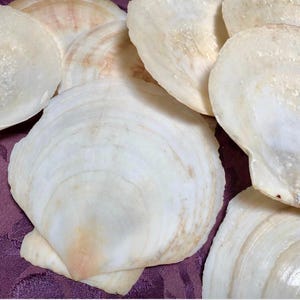 以下が含まれることがあります： 淡いピンクと茶色の模様が入った、大きなオフホワイトのホタテ貝のコレクション。貝殻は扇形をしており、質感のある隆起があり、紫色の布の上に配置されています。