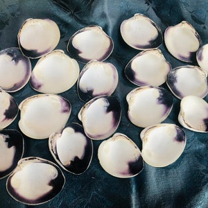 May include: A selection of white clam shells, each with a dark purple interior and edges. The shells are displayed on a blue fabric, offering a natural aesthetic. These shells are suitable for coastal decor or craft activities.