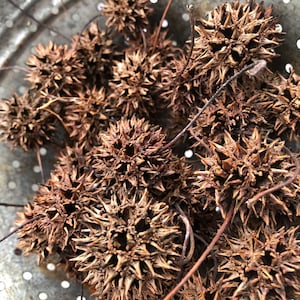 Baccelli di semi di gomma dolce, palline di gomma dolce, palline appuntite, bave di streghe per la creazione e l'esposizione. Scatola da 50 baccelli