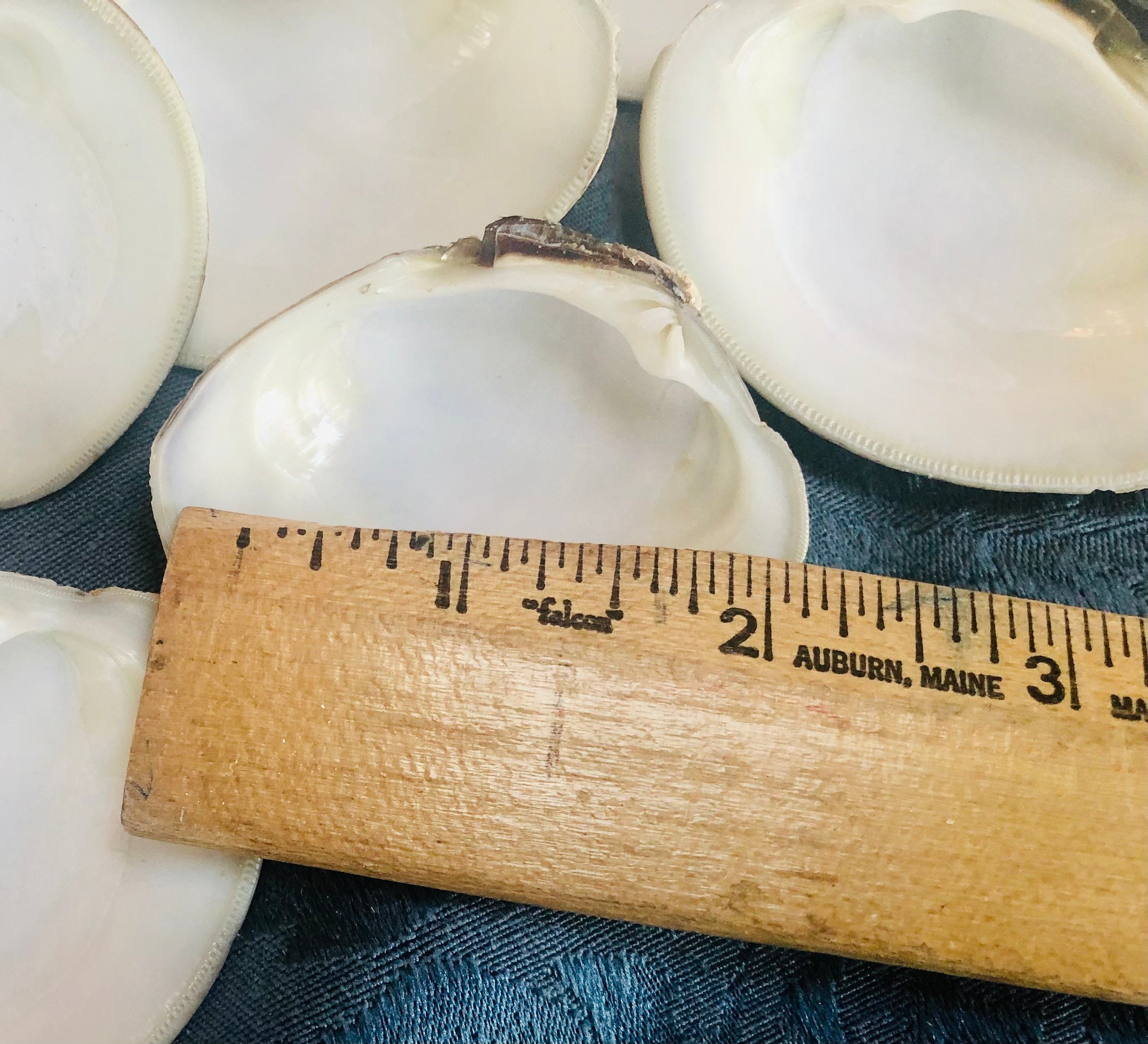 White Clam Shells | Cape Cod Beach Decor, Crafting Shells (set of 24 ...