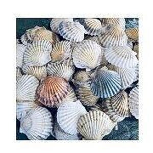 Scallop shells | 24 beautiful scallop shells |  average 3” across | shell craft | shell art | crustacean core| beach decor