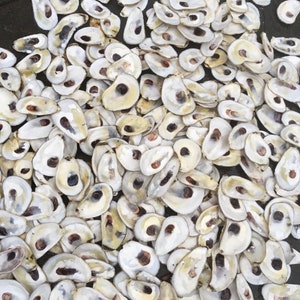 May include: A large pile of oyster shells, all white with a slight iridescent sheen. The shells are arranged in a random pattern, with some overlapping.