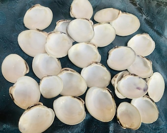 24 beautiful white 2-2.5” clam  shells from beaches of Cape Cod