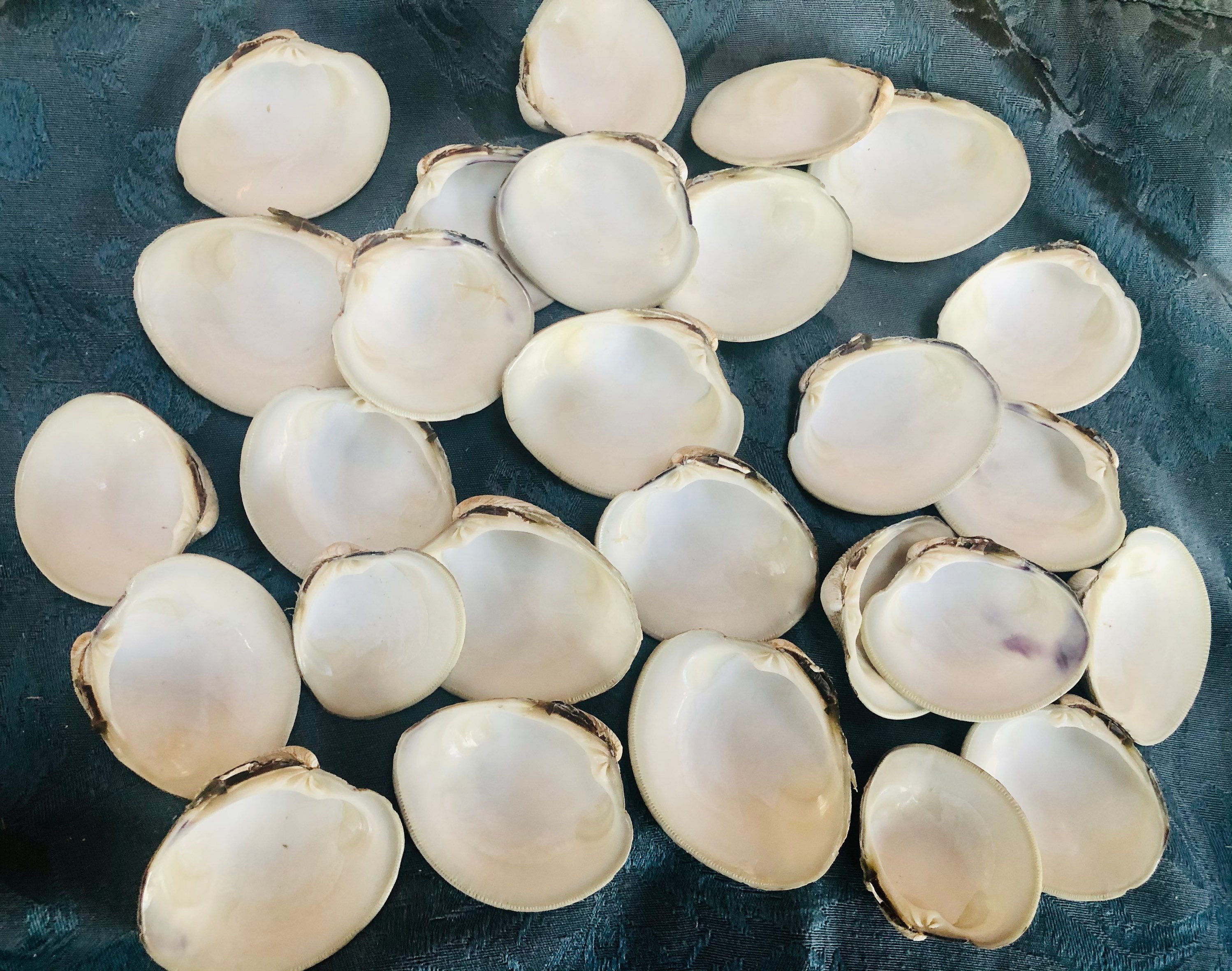 White Clam Shells | Cape Cod Beach Decor, Crafting Shells (set of 24 ...