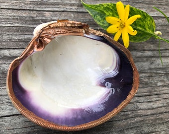 XL Gilded “Wampum” clam shell deep purple colors from Cape Cod beaches for ring soap trinket dish, place cards, display