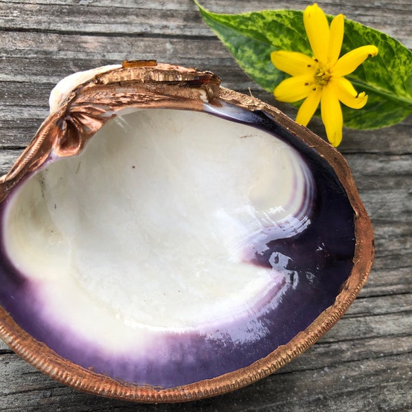 Gilded “Wampum” clam shell | wampum clam shell | ring dish | trinket dish | place card | party favor | 3.5'-4" | crustacean core