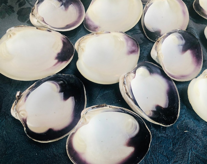 Large Wampum Clam Shells| Wampum | Clam Shells | 3.5”-4” | Cape Cod ...