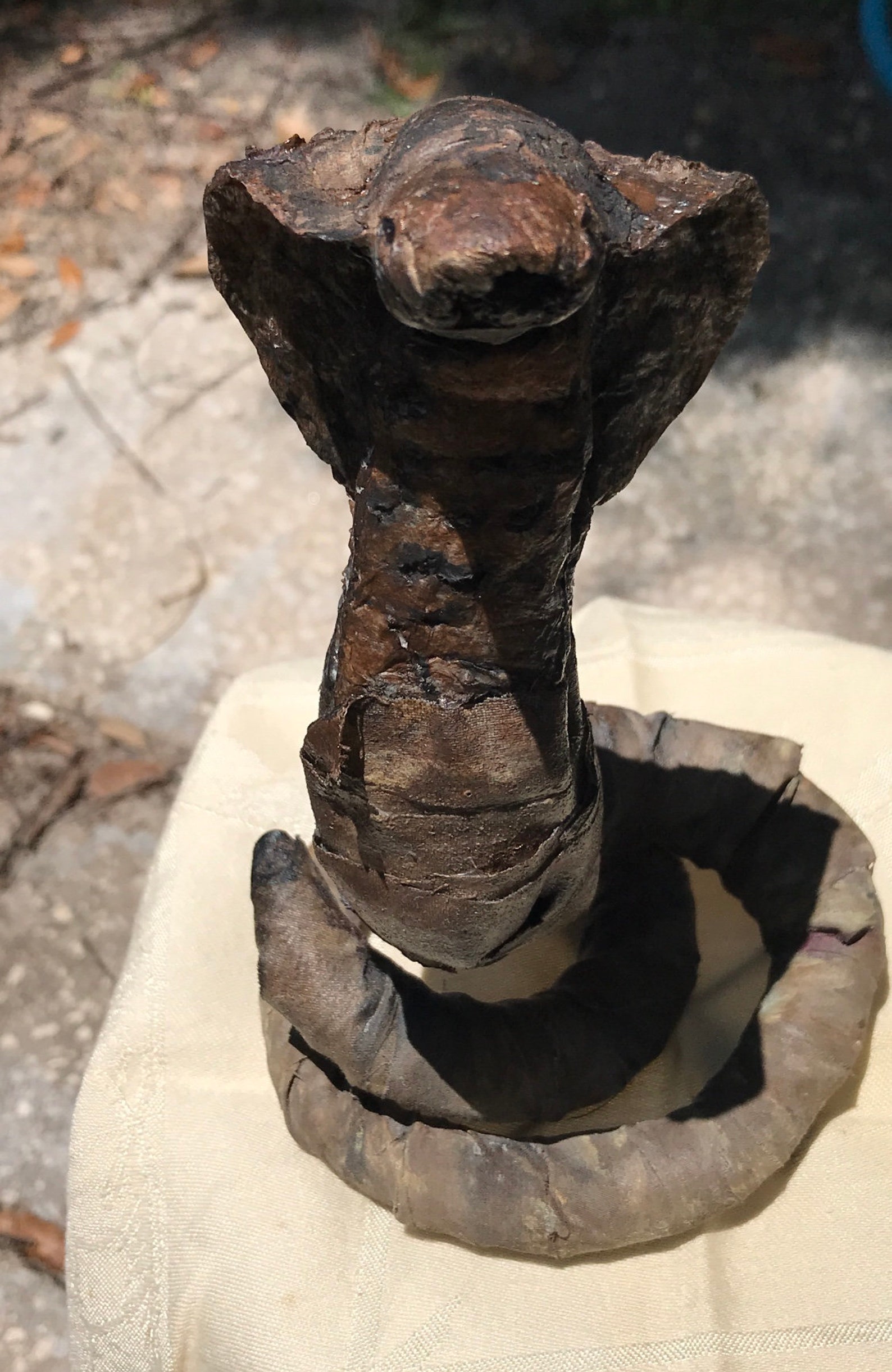 mummified t rex