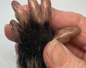 Monkeyβs Paw Replica