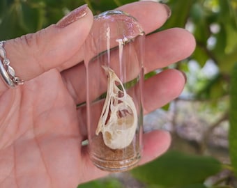 Quail Skull glass dome display, bird skull, oddities, skull specimen