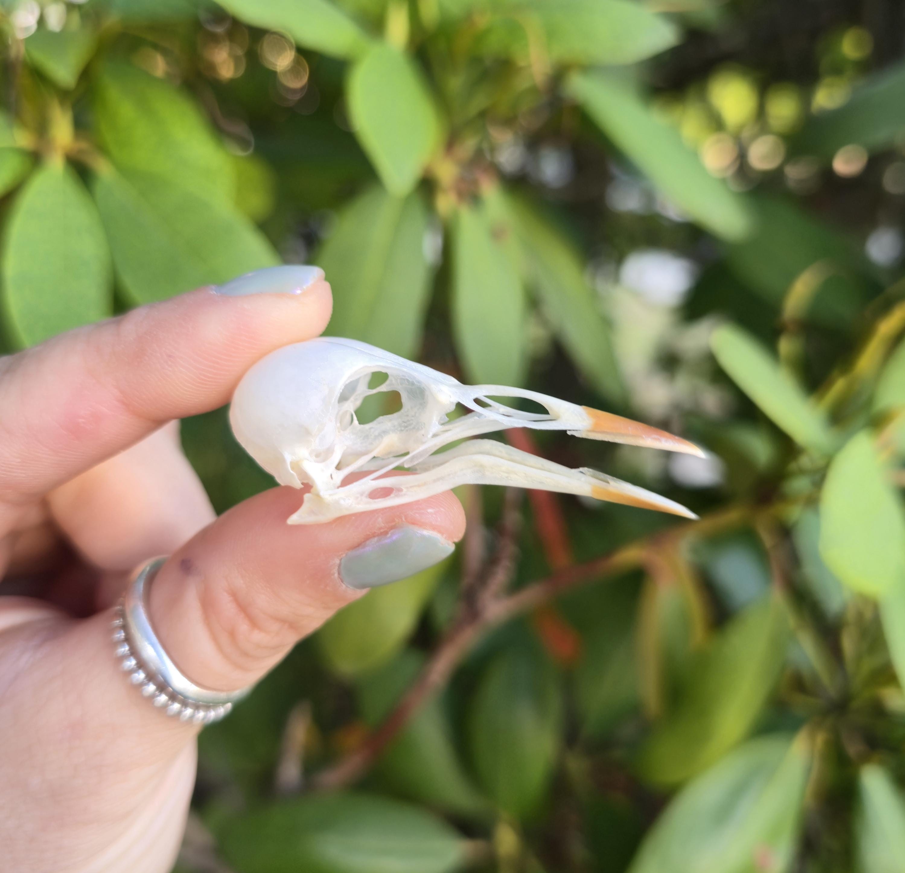 European Starling Skull. Bird Skull. Oddities - Etsy