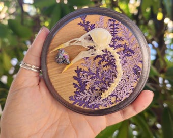 Starling Skull Wall Hang Plaque with Titanium Druzy Quarts, oddities art, skull art, bird skull