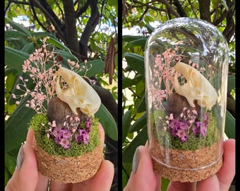 Hamster skull terrarium glass cloche display