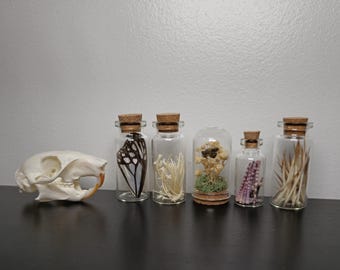 Oddities and Curiosities Mini Starter Set with Squirrel Skull. Curio jars