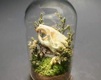 Hamster skull terrarium glass dome cloche display