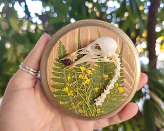 Starling Skull wall plaque holding raw garnet. bird skull. oddities art.