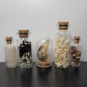 May include: Five small glass jars with cork tops, each containing a different specimen. The jars contain a bird skull, butterfly wings, a snake skin, and two different types of insect wings.