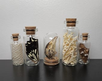 Mini oddities and curiosities set with quail head dome.