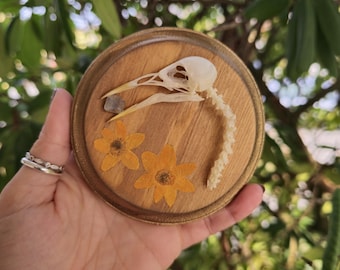 European Starling Skull Wall Plaque. Bird Skull wall art