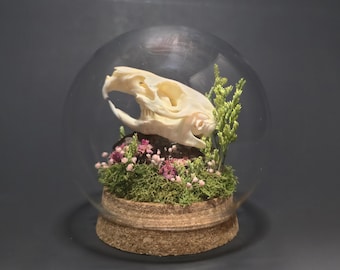 Guinea Pig Skull glass globe display. glass cloche. terrarium skull display