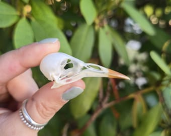 European Starling Skull. Bird Skull. Oddities