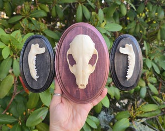 Raccoon Skull wall hanging triptych display