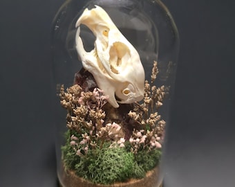 Guinea Pig skull glass dome display with flowers. terrarium style glass cloche
