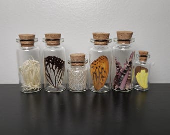Mini oddities and curiosity jar set. curio jars. oddities set