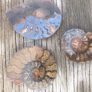 Fossil Shell Rock Nautilus
