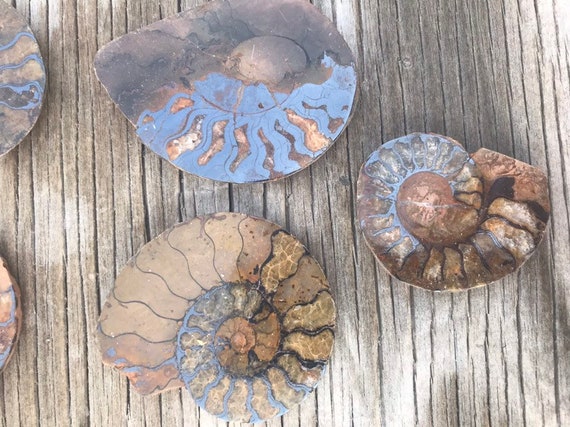 Fossil Shell Rock Nautilus Etsy