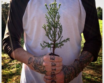 Giant Sequoia | Live Tree Seedling | The Jonsteen Company